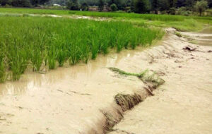 سیل به بخش‌ کشاورزی استان فارس ۴۸ هزار میلیارد ریال خسارت زد