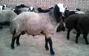 قیمت دام زنده در بازار بطور متوسط کیلویی چنده؟