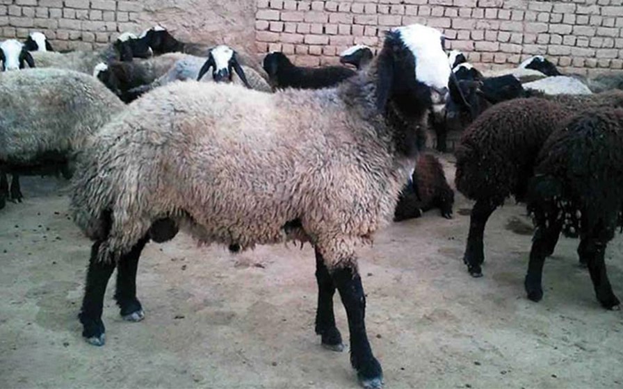 دام زنده 1