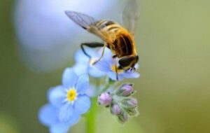 تست هوش و بینایی: زنبور پنهان را در کمتر از ۱۰ ثانیه پیدا کنید
