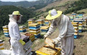 گران شدن شکر خریداری شده زنبورداران که پولش را کامل داده اند/مابه التفاوت می خواهند