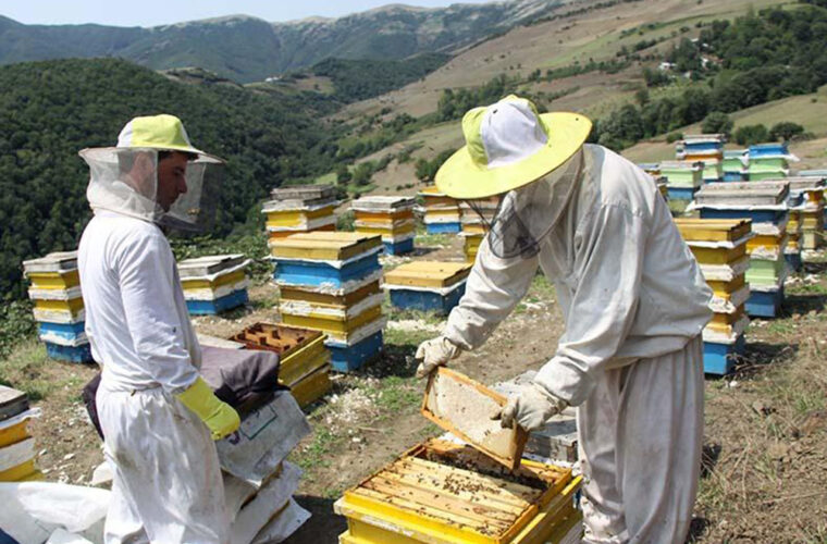 گران شدن شکر خریداری شده زنبورداران که پولش را کامل داده اند/مابه التفاوت می خواهند