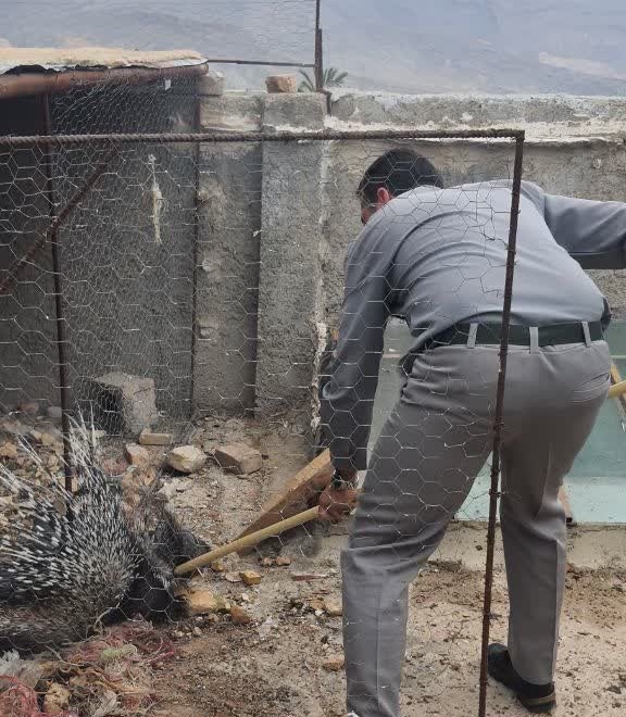 زنده گیری تشی 1