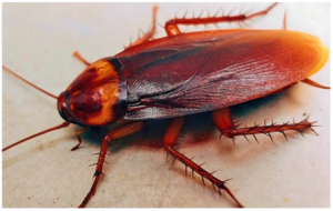 چرا به آسانی نمی‌توان از دست سوسک‌ها خلاص شد؟