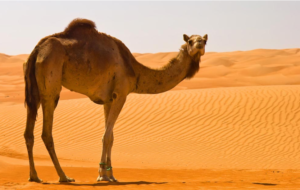 پرورش شتر در ایران چه منافعی دارد؟