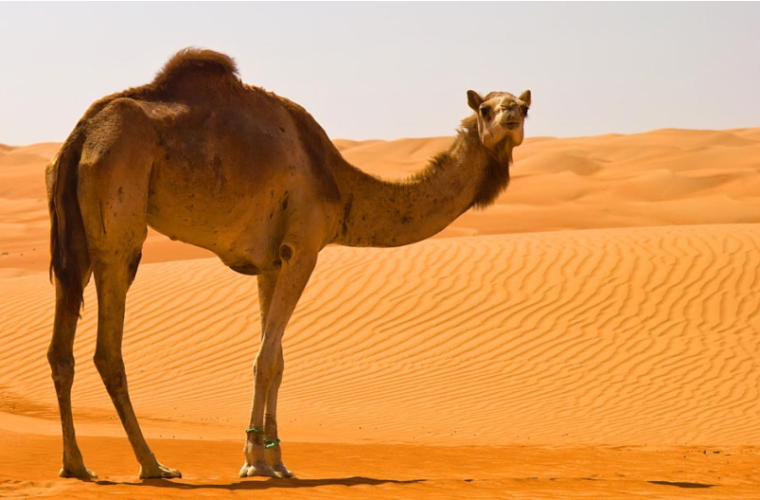 پرورش شتر در ایران چه منافعی دارد؟