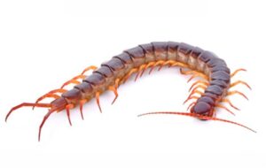 درمان بیماری کلیوی در طب سنتی چینی با صدپای سمی