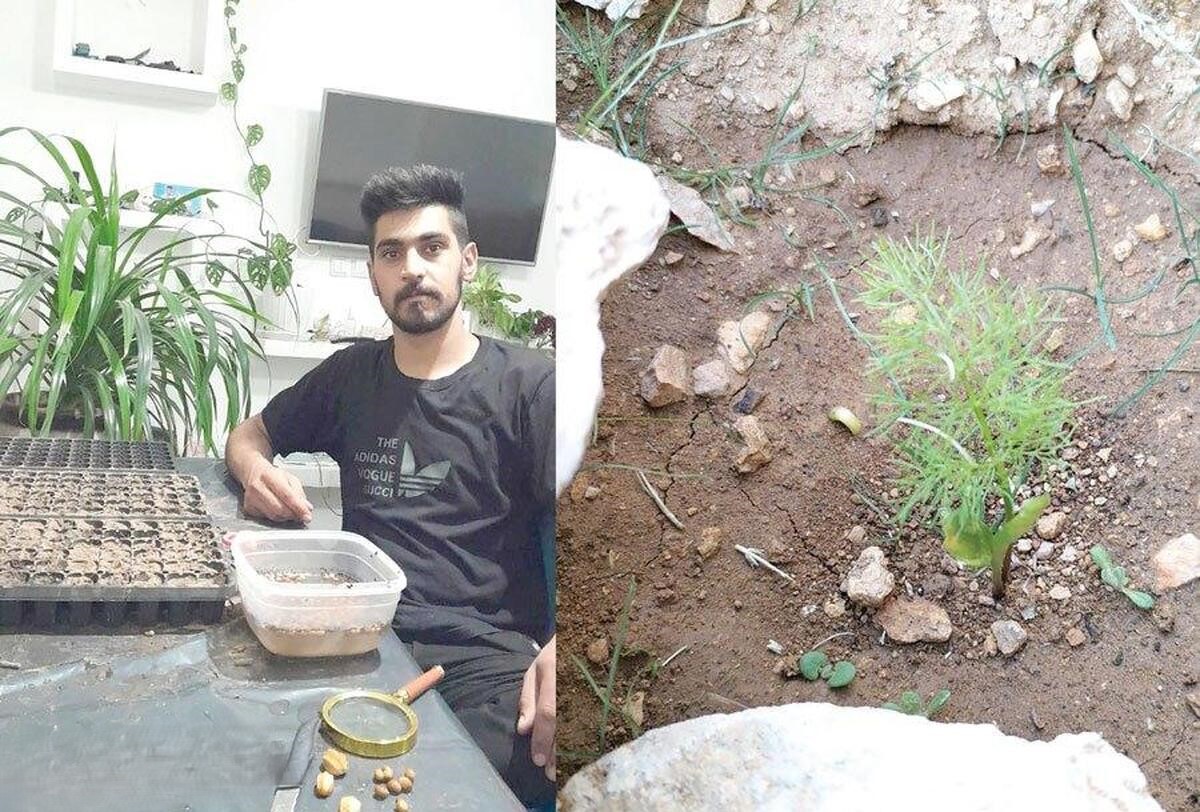 عکس هورگان