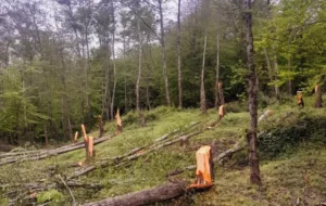 تسویه‌حساب شخصی جان درختان جنگل را گرفت/ پاسگاه جنگلبانی هم نزدیک است/قطع بیش از ۷۰ درخت در بهشهر