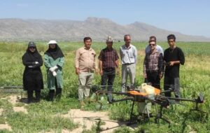 تشدید مبارزه با بیماری های مزارع گندم در شهرستان شیراز