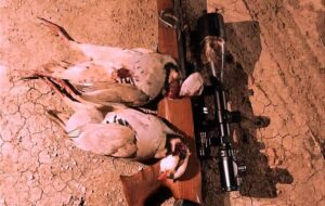 تصویری از لاشه ۲ کبک شکار شده در کوه های دژکرد که آدم چی بگه !