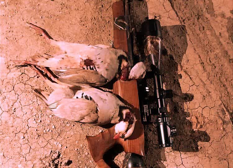 کبک