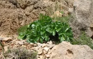 کرفس کوهی گیاهی که نابودگران طبیعت به جانش افتاده اند و منقرض می شود