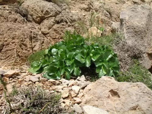 کرفس کوهی