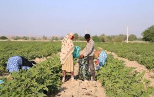 هشدار رئیس مرکز خشکسالی هواشناسی به کشاورزان ایران