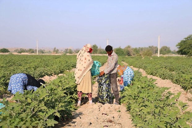 کشاورزی