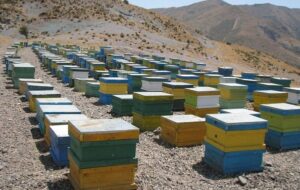 مجلس محصولات زنبورعسل را از مالیات بر ارزش‌افزوده معاف کرد