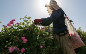 باغداران استان فارس: جشنواره نمی‌خواهیم/گل‌های محمدی پژمردند ، آقای برومندی کجایی ؟