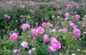 تغذیه گوسفندان با گل محمدی در میمند فارس و بد عهدی‌ رئیس اتحادیه گلاب‌گیران