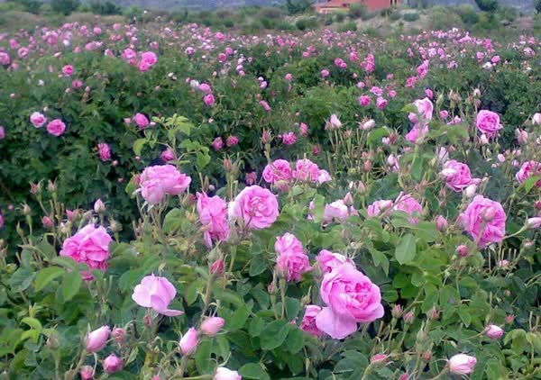 گل محمدی 3