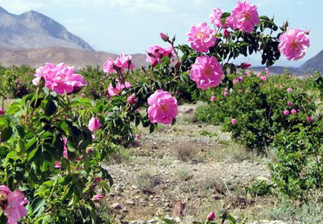 گل محمدی