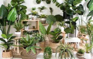 وایتکس برای گل و گیاهان آپارتمانی چه استفاده ای دارد؟