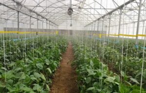 وضعیت تخصیص تسهیلات برای ایجاد گلخانه نامطلوب است