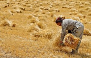  ریالی از مطالبات گندمکاران پرداخت نشده است/قیمت خرید تضمینی گندم باید اصلاح شود