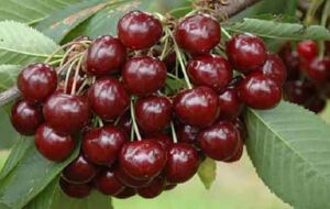 میوه های نوبرانه بهاری کیلویی چند صد هزارتومانی یعنی چه ؟