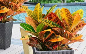 شیوه صحیح قلمه و تکثیر گیاه کروتون در خانه