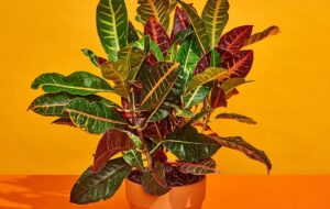 شیوه صحیح مراقبت از گیاه زیبای چند رنگ کروتون در خانه