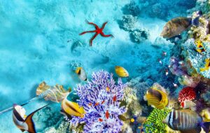 ۵ وسیله خطرناکی که هرگز نباید در آکواریوم قرار دهید