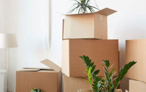 جا به جایی صحیح گیاهان خانگی در زمان اسباب کشی