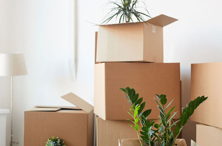 جا به جایی صحیح گیاهان خانگی در زمان اسباب کشی