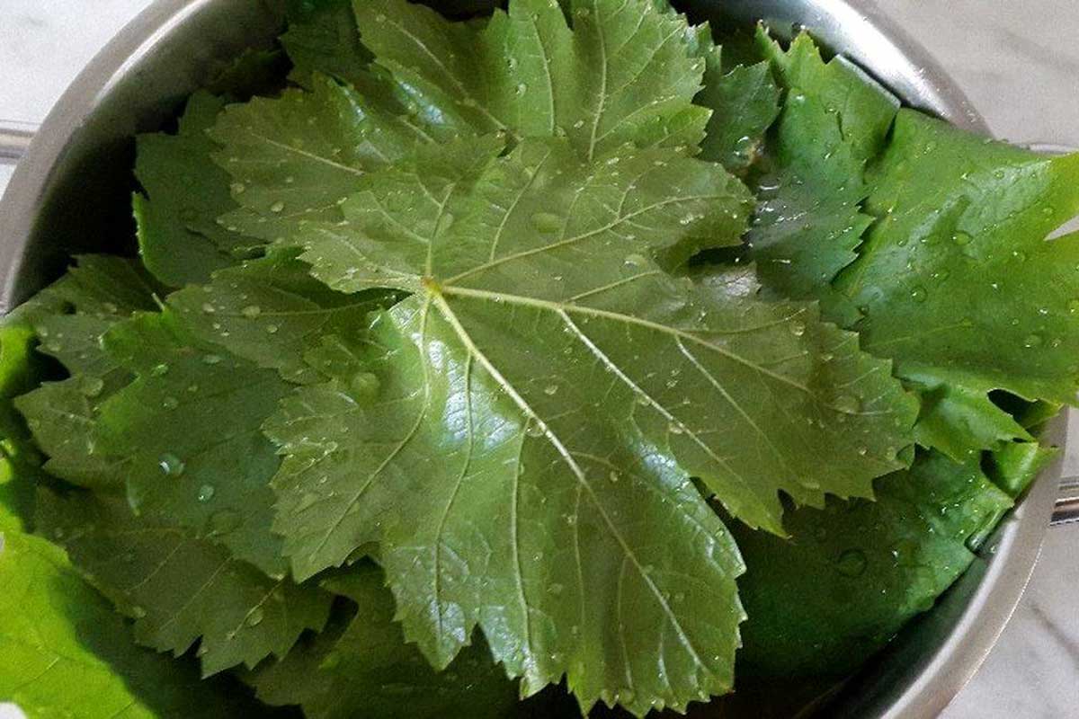 نگهداری برگ مو در فریزر