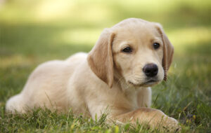 دیدن سگ در خواب چه تعبیر و معنایی دارد؟