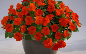 آشنایی با نحوه مراقبت گل حنا،یکی از گیاهان آپارتمانی همیشه سبز و زیبا