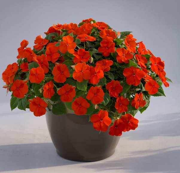 نکهداری گل حنا