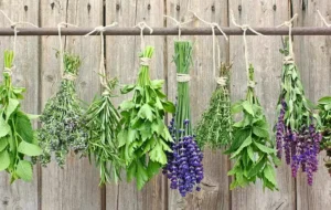 ۷ گیاه دارویی که به راحتی می‌توانید در خانه پرورش دهید