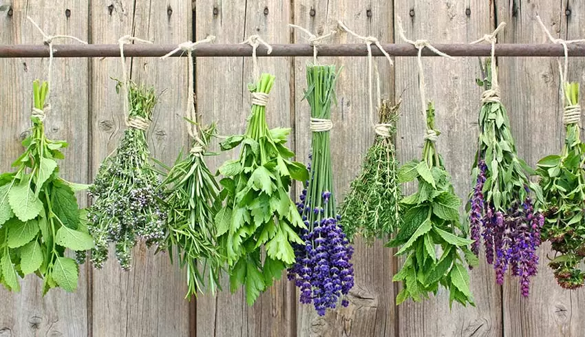 پرورش گیاهان دارویی در خانه