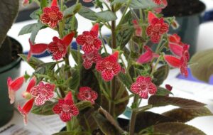 ۹ نکته مهم مراقبتی گل کوهلریا،یک گیاه خاص و جذاب برای نگهداری در منزل