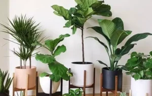 ۱۲ گیاه آپارتمانی جذاب و مقاوم که بهترین گزینه برای نگهداری در محل کار هستند
