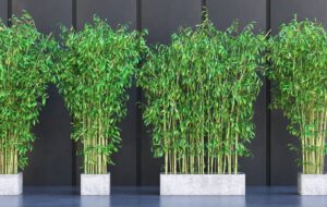 ۱۵ گیاه آپارتمانی که باید در گلدان های کم عمق کاشته شوند