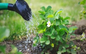 ۱۰ راه‌ صرفه‌جویی در مصرف آب برای گیاهان آپارتمانی و باغ خود