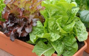 آموزش کامل کاشت و پرورش کاهو در گلدان