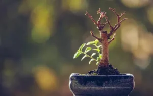 ۱۴ دلیل اصلی و مهم خشک شدن درخت بونسای