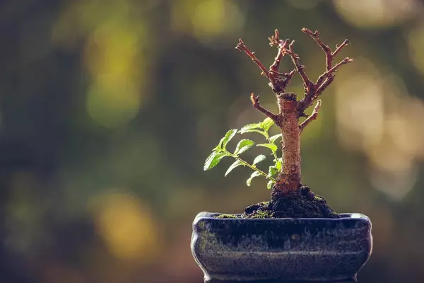 علت خشک شدن درخت بن سای