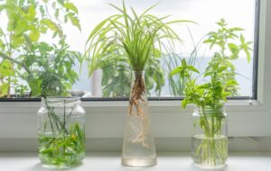 ۶ گل و گیاه زیبای آپارتمانی که بدون خاک رشد می کنند