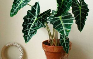 بیماری ها و مشکلات رایج گیاه بابا آدم چیست و چگونه آنها را درمان کنیم؟