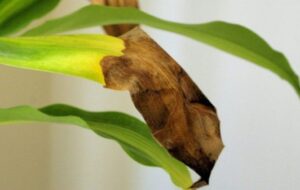 ۳ علت اصلی قهوه ای شدن برگ گیاه آپارتمانی دراسنا